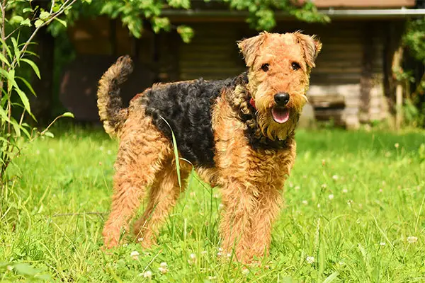 Airedale Terrier Breed