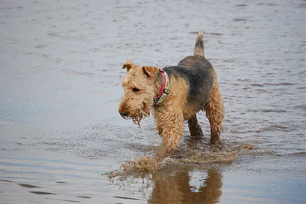 Airedale Terrier Dog Breed