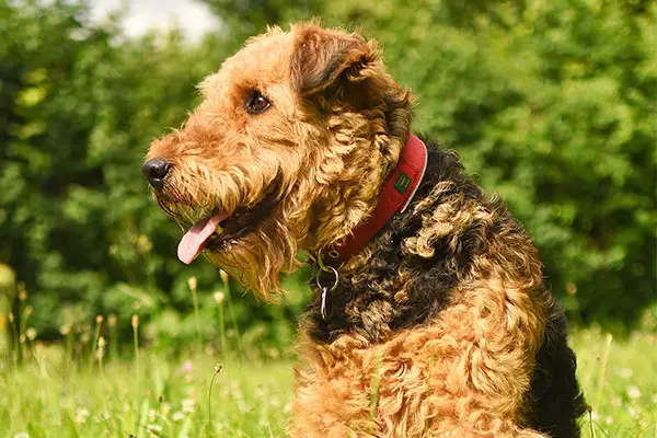 Airedale Terrier Puppy