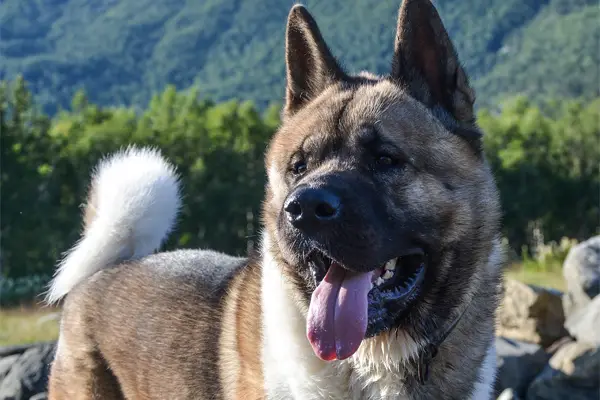 Akita Dog Breed