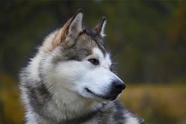 Alaskan Malamute Dog Breed