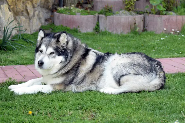 Alaskan Malamute