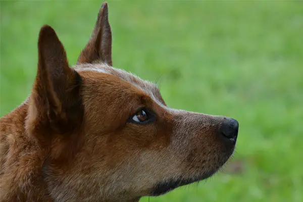 Australian Cattle Dog Dog Breed