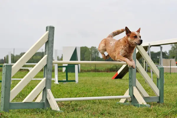 Australian Cattle Dog Facts