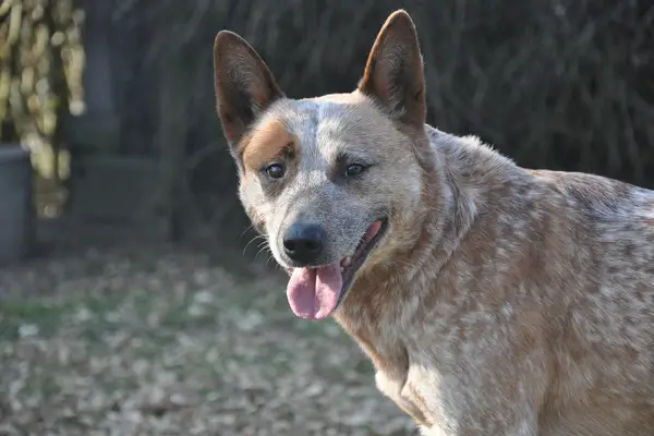 Australian Cattle Dog