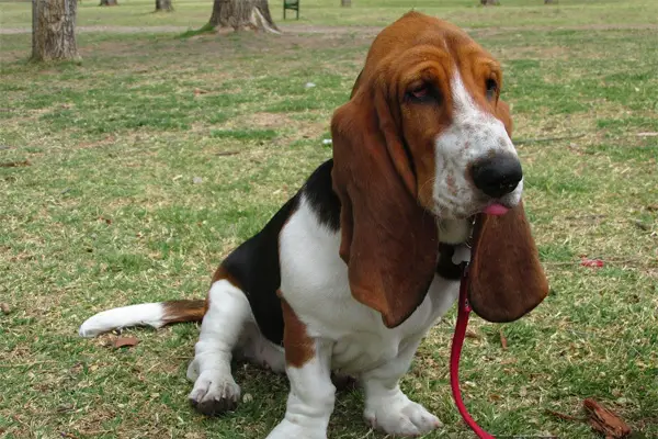 Basset Hound Dog Breed