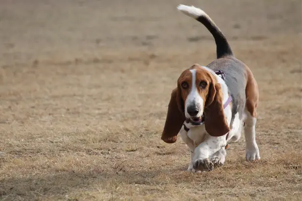 Basset Hound Facts