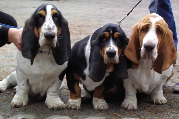 Basset Hound