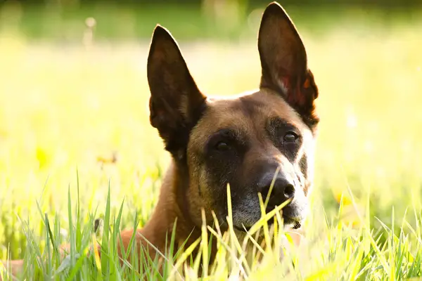 Belgian Malinois Dog Breed