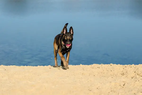 Belgian Malinois Facts