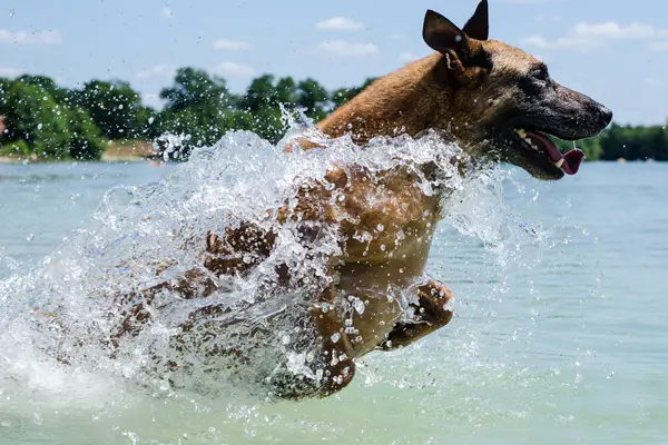 Belgian Malinois