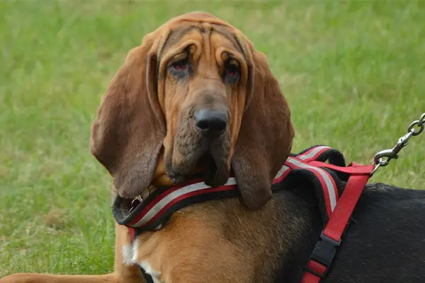 Bloodhound Dog Breed