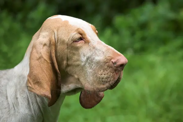 Bloodhound Facts