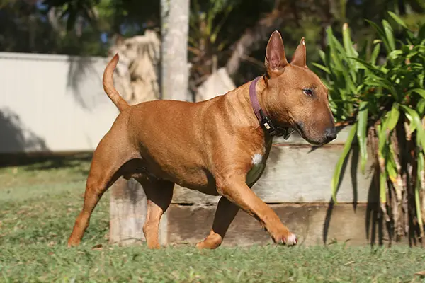 Bull Terrier Dog