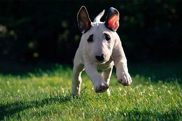 Bull Terrier Puppy