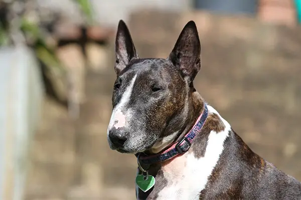 Bull Terrier