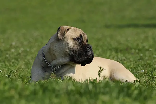 Bullmastiff Breed