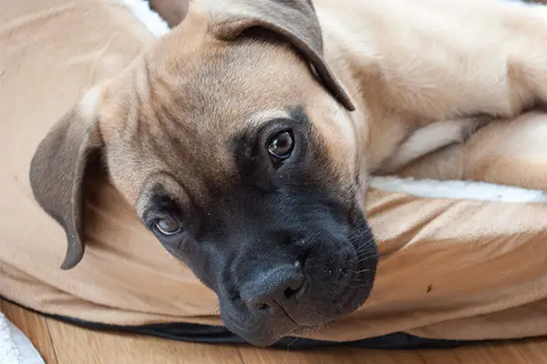 Bullmastiff Puppy