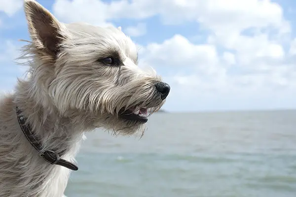 Cairn Terrier Breed