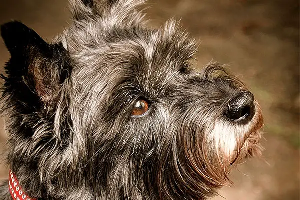 Cairn Terrier Dog Breed