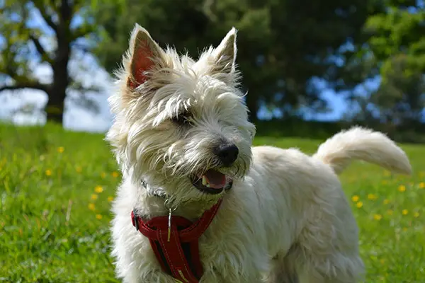 Cairn Terrier Dog