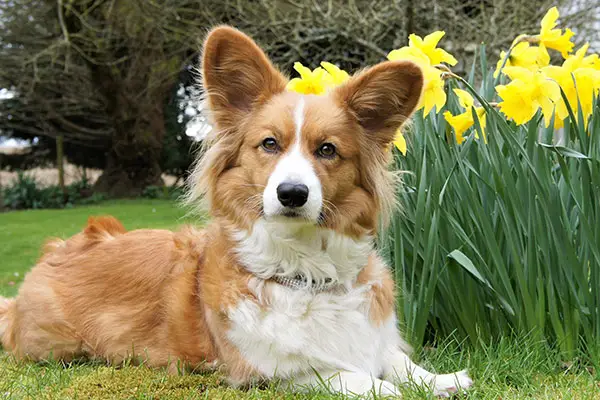 Cardigan Welsh Corgi Dog