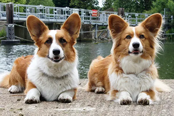 Cardigan Welsh Corgi