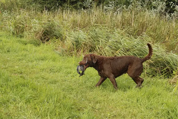 Chesapeake Bay Retriever Dog Breed