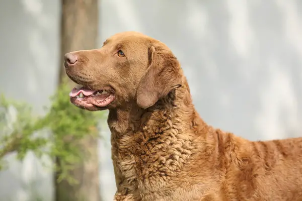 Chesapeake Bay Retriever Facts