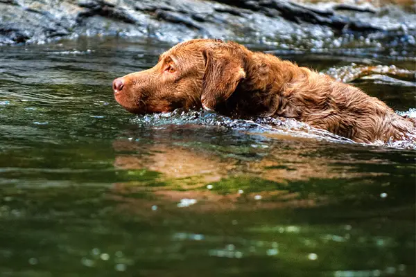 Chesapeake Bay Retriever