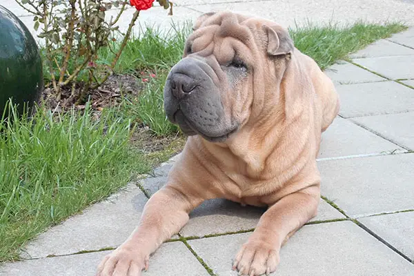 best brush for shar pei