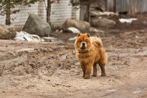 Chow Chow Dog Breed