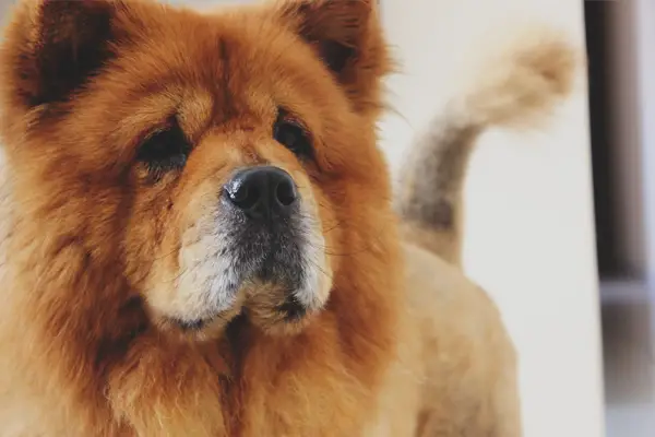 Dog breed, Chow Chow | Chow - Furry Friends Gear