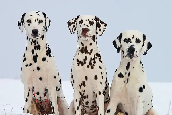 Dalmatian Dog Breed