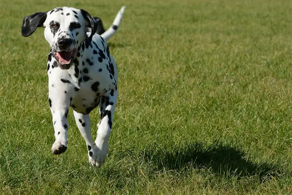 Dalmatian Facts