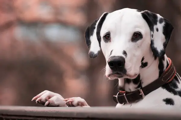 Dalmatian