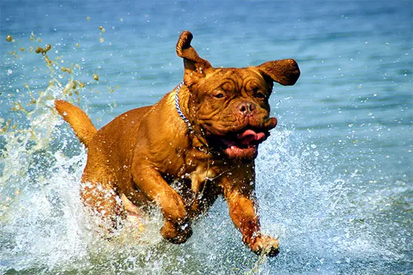 Dogue de Bordeaux Breed