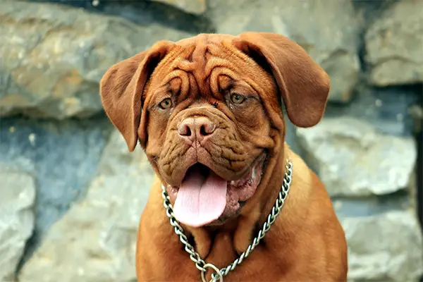 dogue de bordeaux temperament courageous