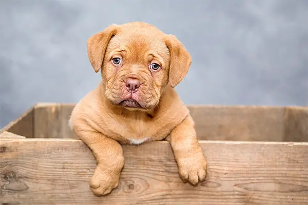 Dogue de Bordeaux Puppy