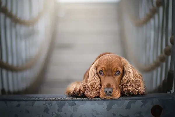 English Cocker Spaniel Breed