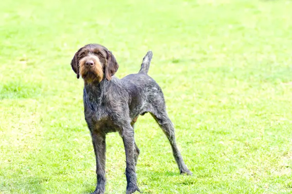 German Wirehaired Pointer Care