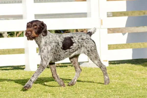 German Wirehaired Pointer Facts