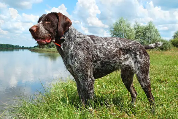 German Wirehaired Pointer