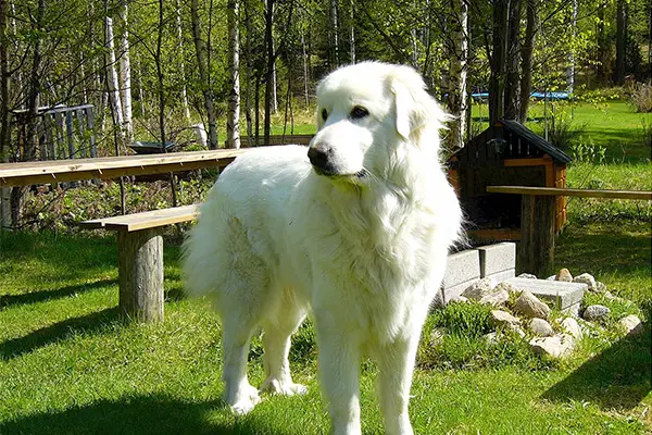 Great Pyrenees Breed