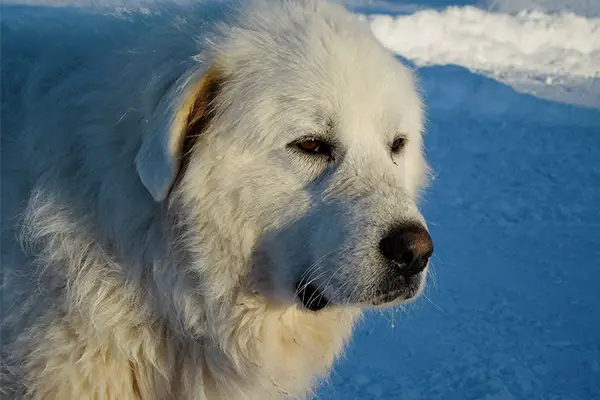 Great Pyrenees Dog