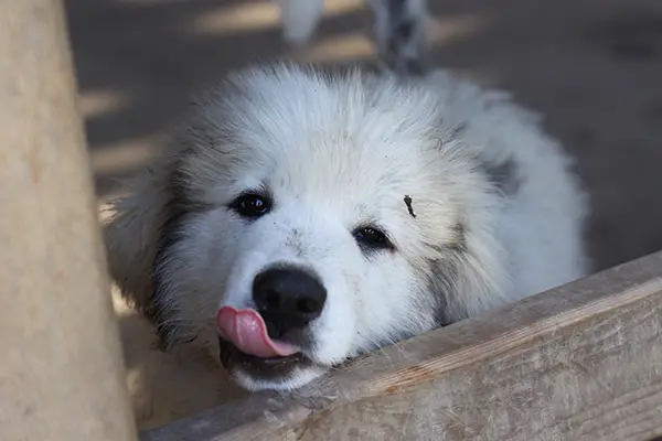 Great Pyrenees Puppy