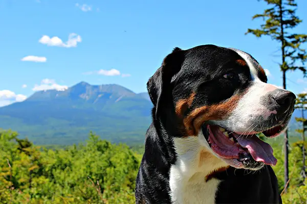 Greater Swiss Mountain Dog Breed