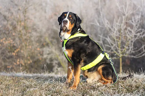 Greater Swiss Mountain Dog Dog