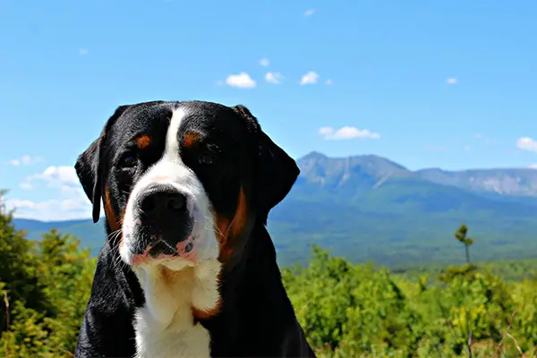 Greater Swiss Mountain Dog