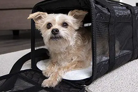 How to choose an airline approved pet carrier
